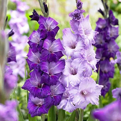 Tall Light Violet Gladiolus Plants for Borders and Containers