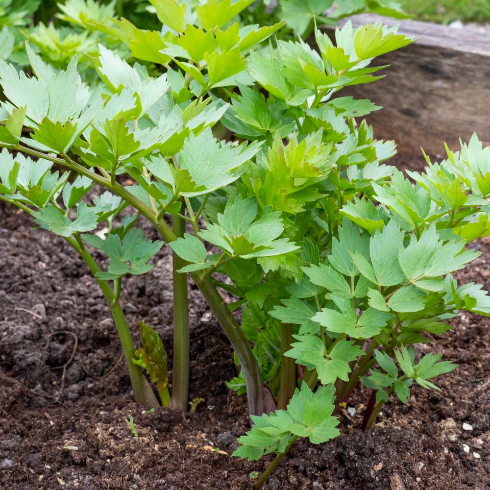 Tall leafy Lovage perennial plant grown from seeds