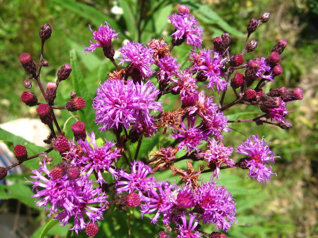 Tall native Purple Ironweed flowering plants