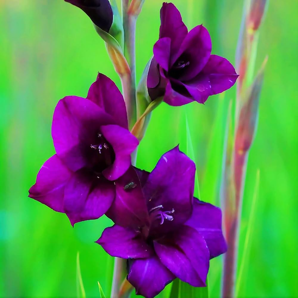 Tall Dark Purple Gladiolus Flowers in Bloom