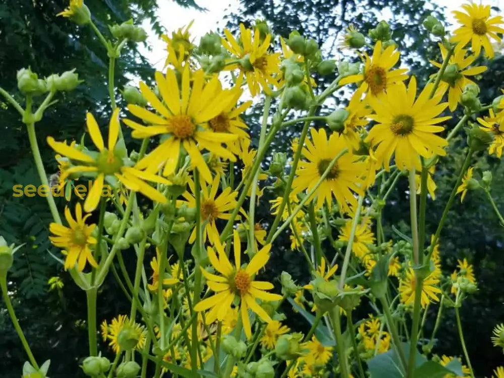 Tall Silphium Perfoliatum Plants in Garden