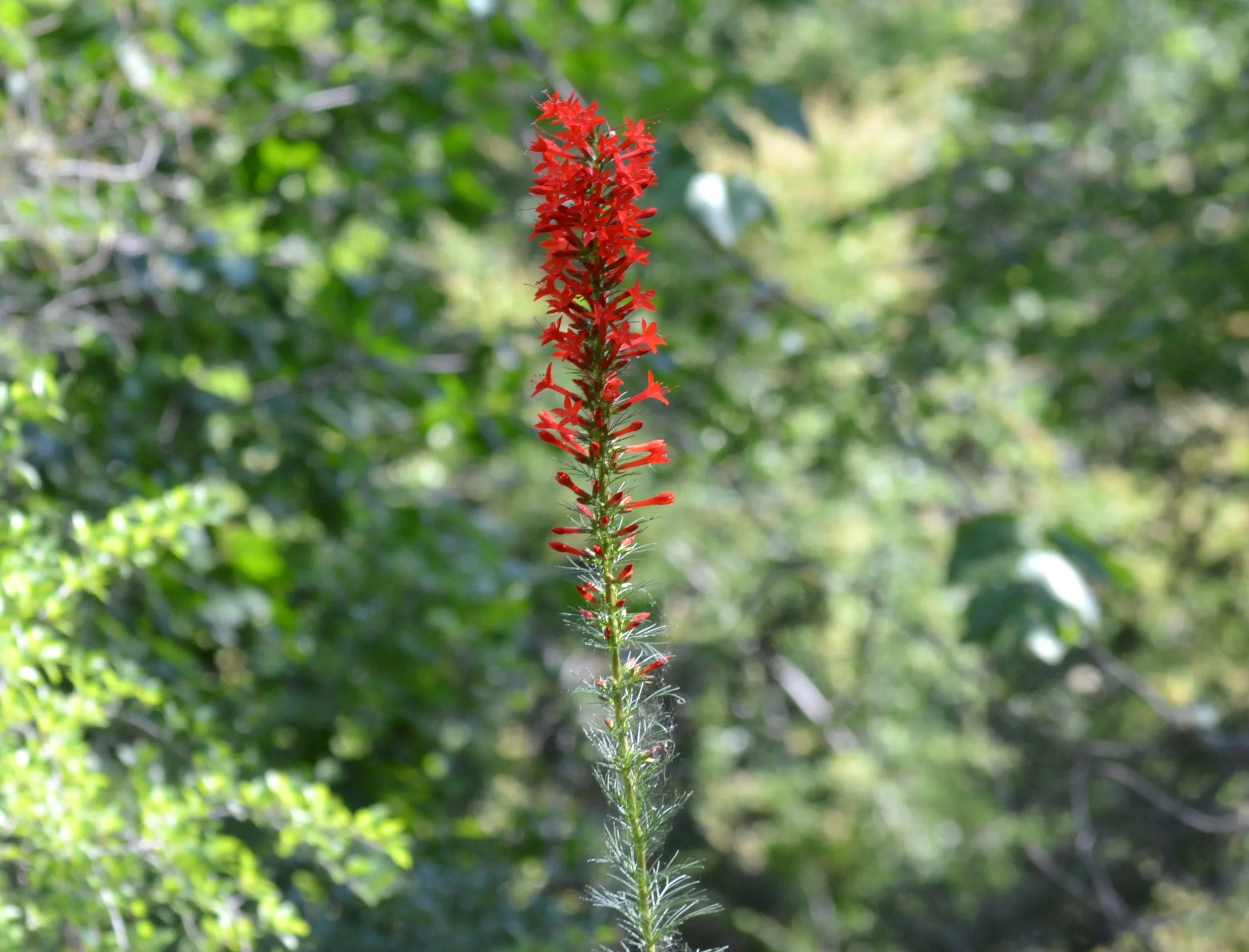 Tall Standing Cypress Flowers Growing in Garden
