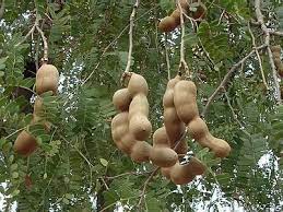 Yellow tamarind tree flowers in bloom