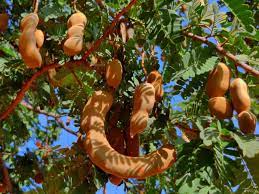 Open tamarind pods showing sweet tangy pulp