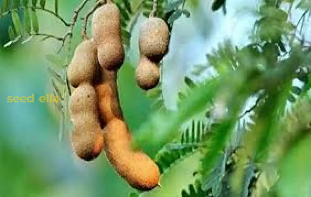 Tamarindo Seeds For Planting - Start Your Tamarind Tree Today Vegetable Seeds