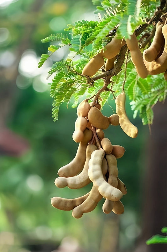 Tamarind Tree Roots Tamarind Fruit Tree (Tamarindus indica) Seeds – Sweet & Tangy Tropical ...