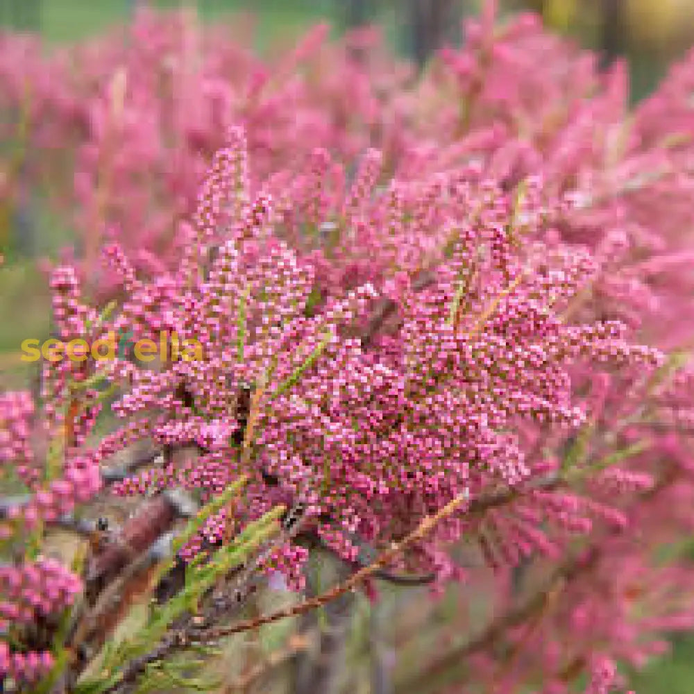 Tamarix Flower Seeds: Essential Planting Guide Seeds