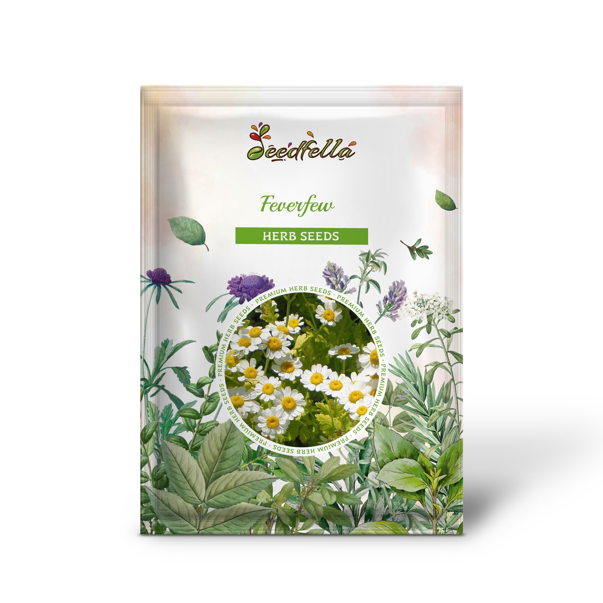 Tanacetum parthenium seedlings sprouting in seed tray