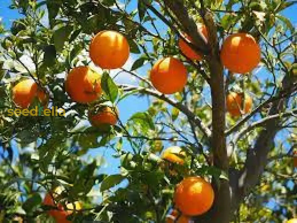 Tangerine Fruit Seeds For Easy Planting  Homegrown Citrus Delight