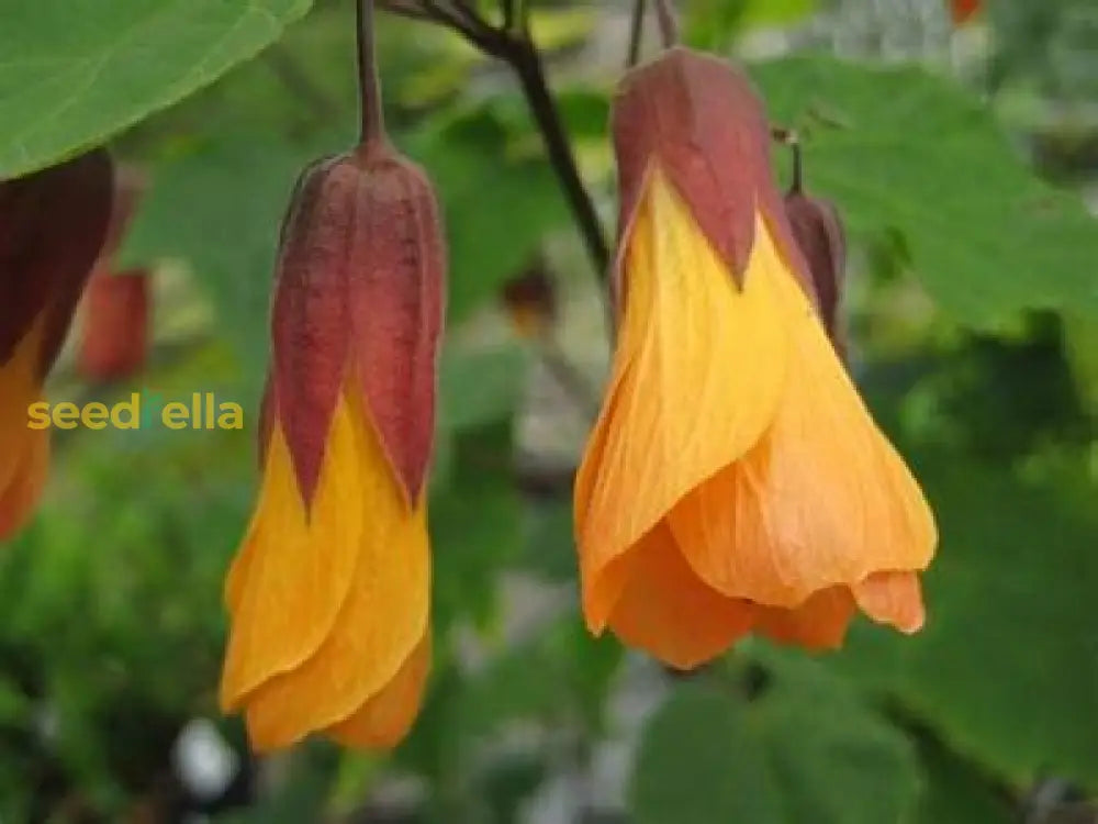 Tangerine Orange Abutilon Seeds For Planting