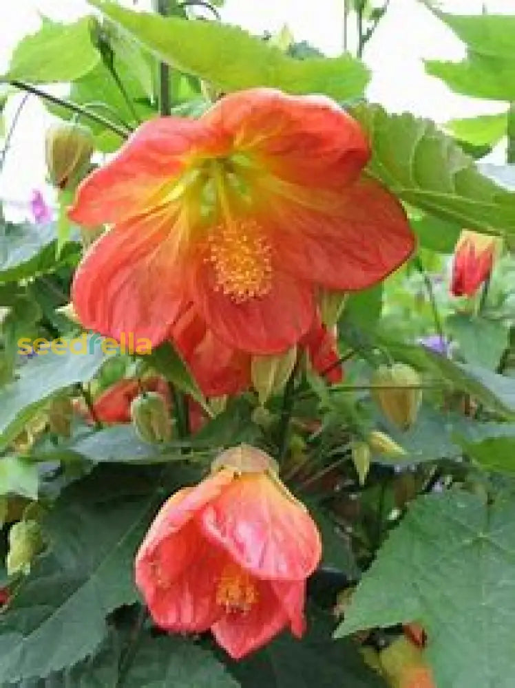 Tangerine Orange Abutilon Seeds For Planting