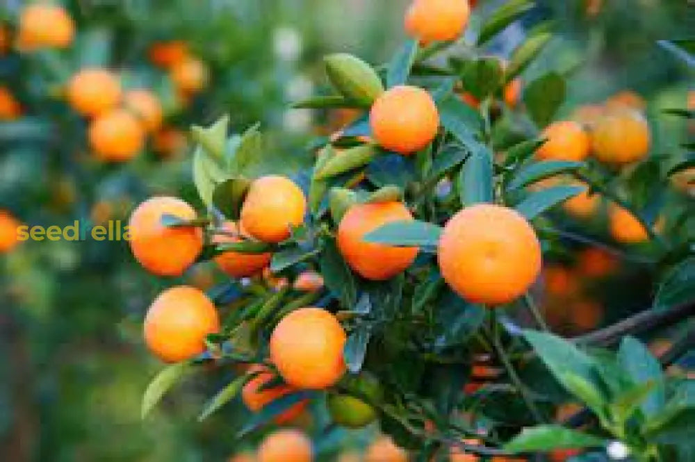 Tangerine Seedlings Growing Indoors in Pots