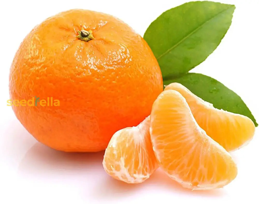 Tangerine Seeds Citrus Reticulata Evergreen Fragrant Juice Sweet Gmo Free Garden Outdoor Indoor