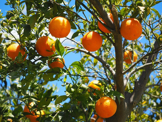Tangerine seeds Citrus reticulata fruit tree for home garden