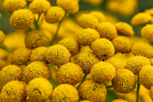 Packet of Yellow Tansy flower seeds for planting