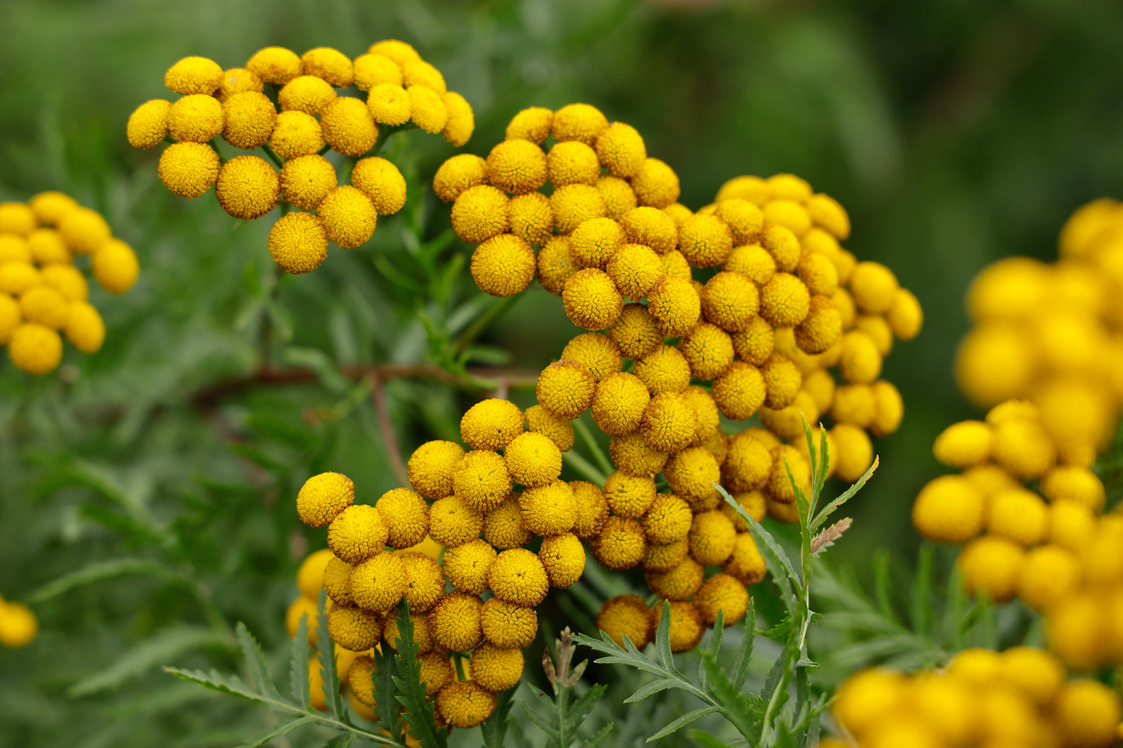 Mass planting of Tansy in a wildflower meadow