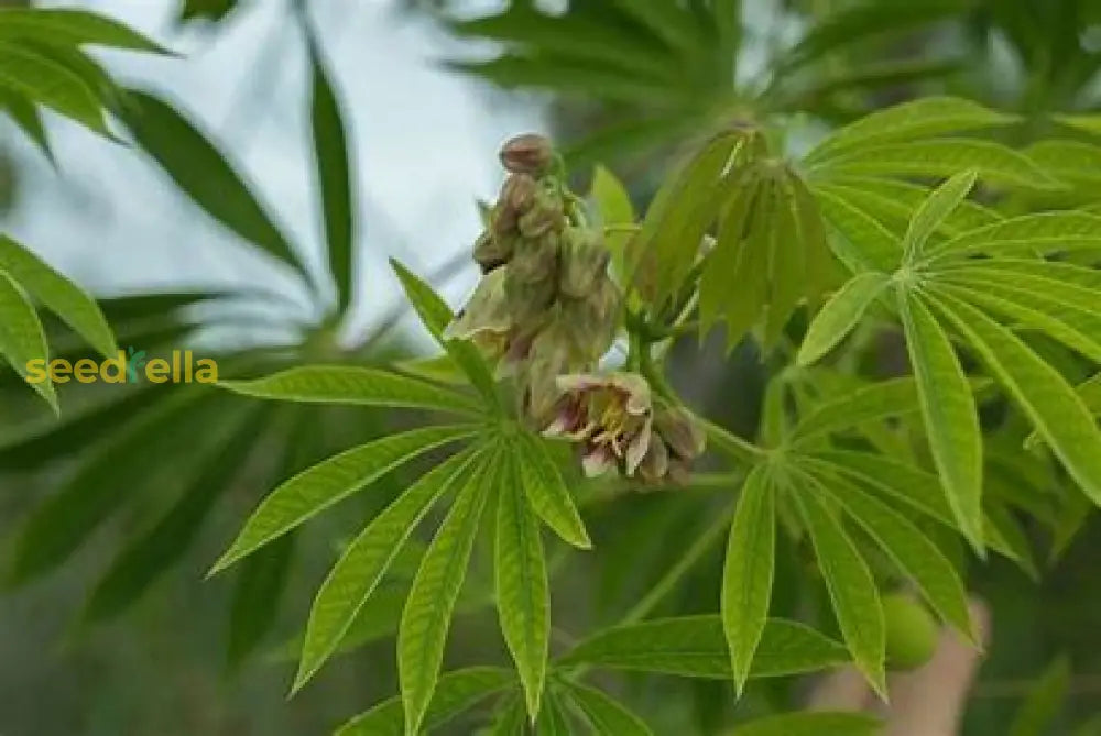 Tapioca Tree Seeds Buy Tapioca Plant Seeds: Planting Guide for Successful Growth