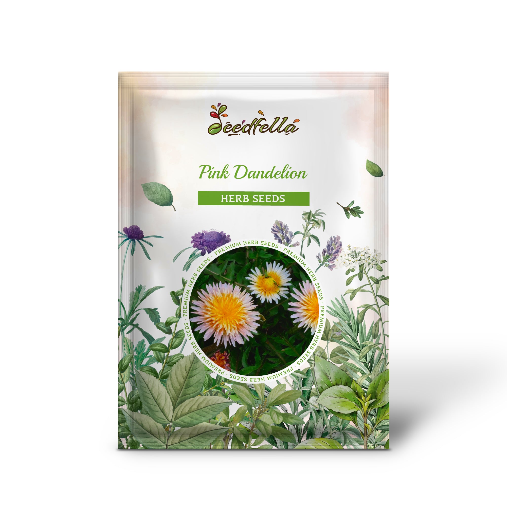 Close-Up of Taraxacum pseudoroseum Pink Dandelion Bloom