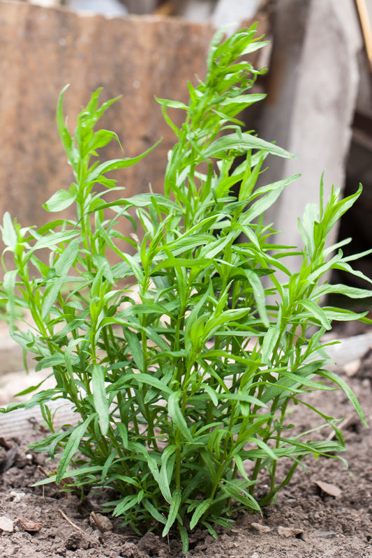 Tarragon plant with slender aromatic leaves