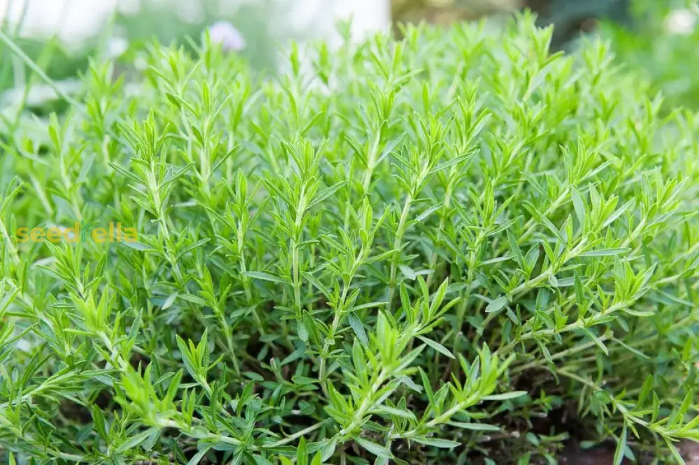Tarragon Seeds for Home Garden – Easy-to-Grow Herb Plant