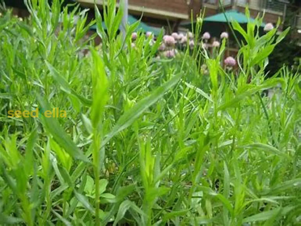 Tarragon Seeds For Planting Plant Seeds