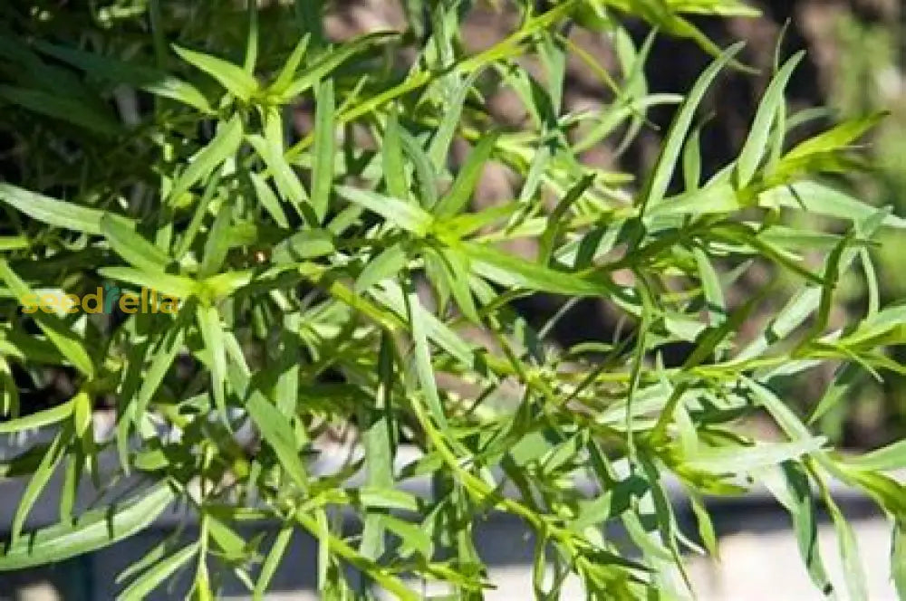 Tarragon Seeds For Planting Plant Seeds