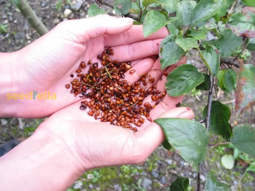 Tart Crab Apple Seeds For Planting Fruit