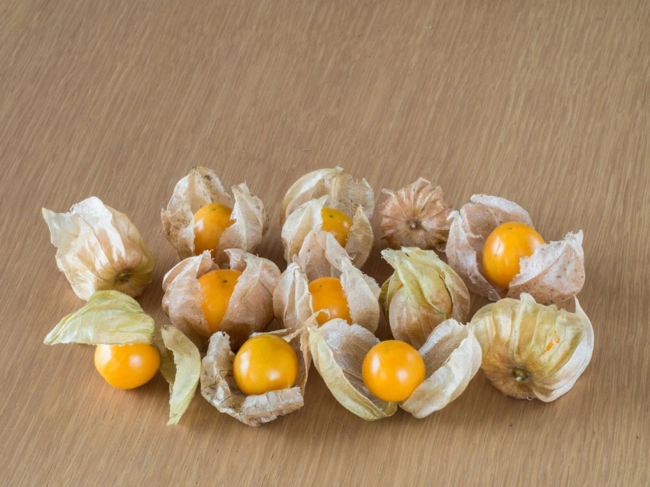 Ground Cherry Plants Growing in Garden, Healthy Plants with Vibrant Golden Berries