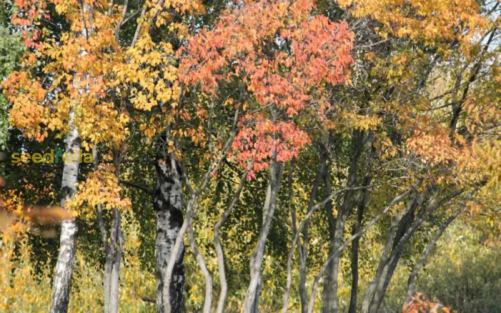 Tatarian Maple Tree Planting - Seeds For Vibrant Growth And Stunning Fall Colors Flower