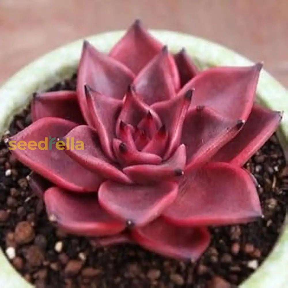 Taurus Echeveria Planting Seeds  Seed For Easy Growth And Stunning Succulent Displays Perfect