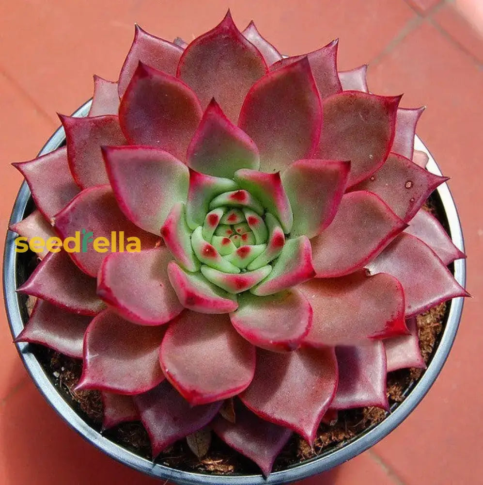 Taurus Echeveria Planting Seeds  Seed For Easy Growth And Stunning Succulent Displays Perfect