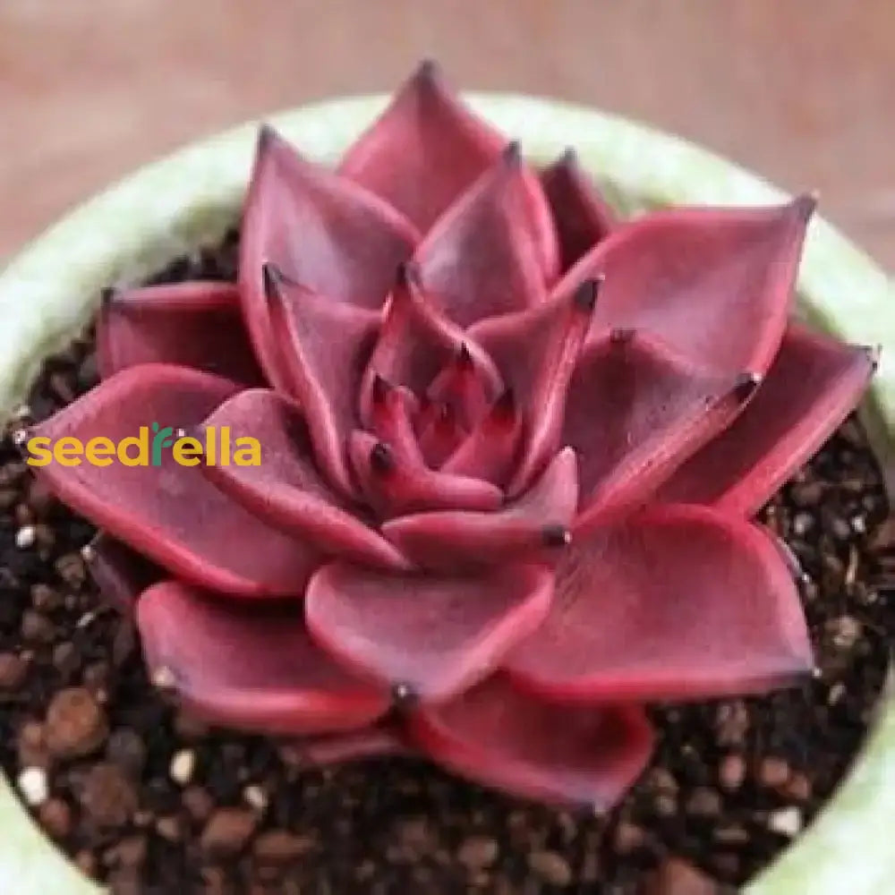 Taurus Echeveria Planting Seeds  Seed For Easy Growth And Stunning Succulent Displays Perfect