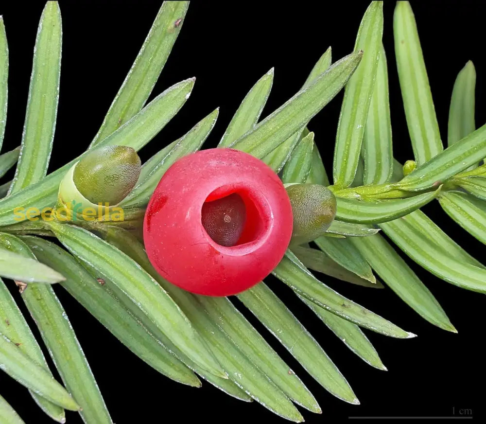 Taxus Baccata Planting Seeds For Thriving Yew Growth In Your Garden  Seed Lush Foliage And