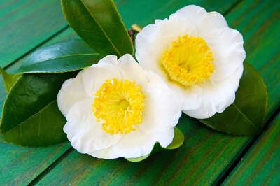 Tea plant shrubs from seeds growing in garden containers