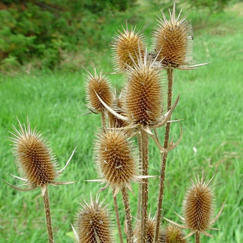 Fuller's Teasel seedlings growing in garden soil