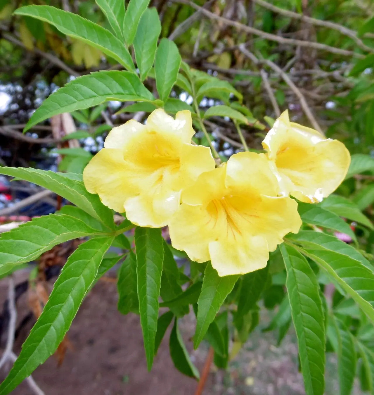 Tecoma seeds for borders and hedges
