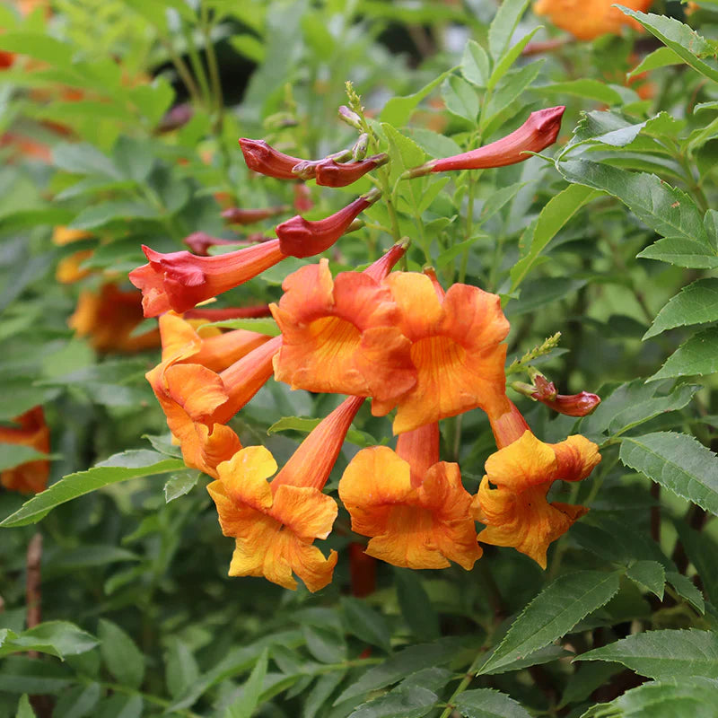 Orange Bells Flower seeds for Planting Cottage Garden Essential Heirloom & GMO Free Seeds for Home Garden 
 
 Sale seeds for home garden planting