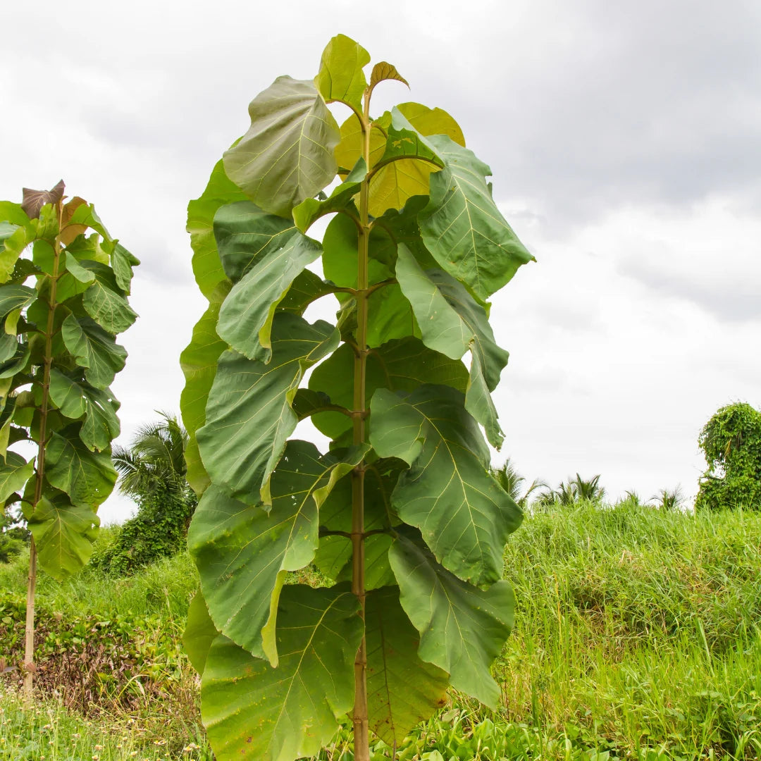 Tectona Grandis Tree Seeds for planting