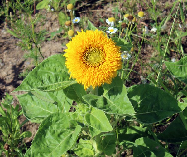 TEDDYB Sonnenblumensamen seeds for small sunflowers