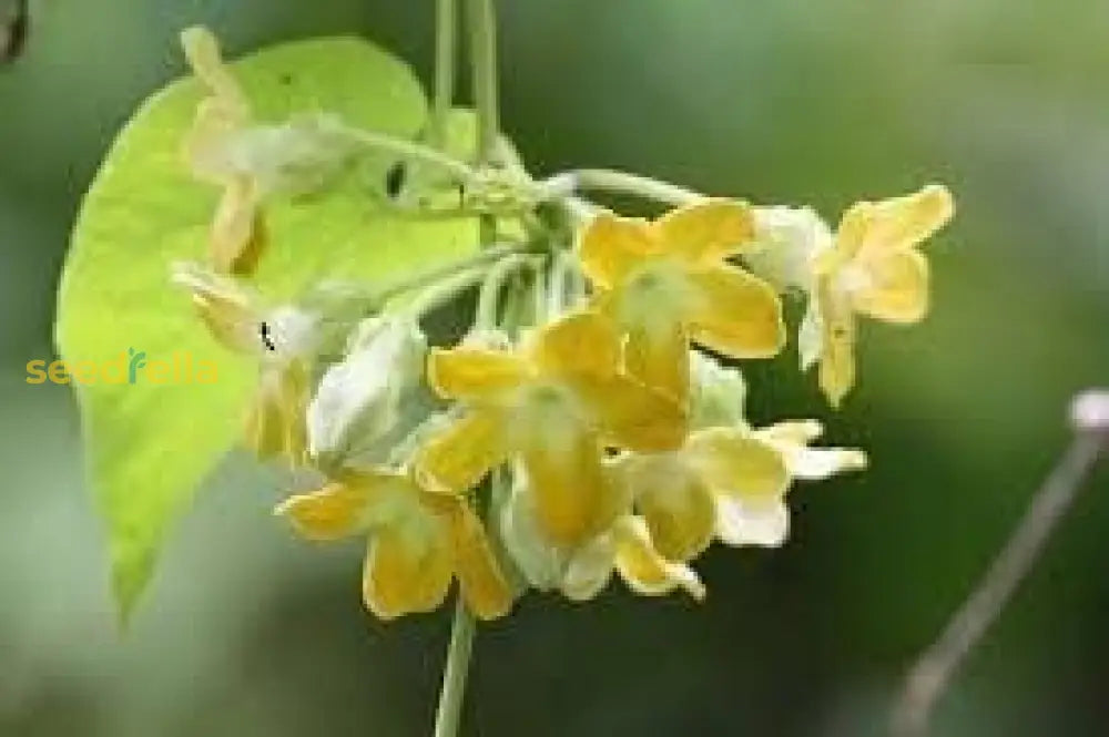 Telosma Buy Telosma Cordata Flower Seeds for Planting - Premium Seeds for ...