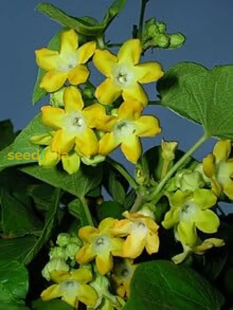 Telosma Buy Telosma Cordata Flower Seeds for Planting - Premium Seeds for ...