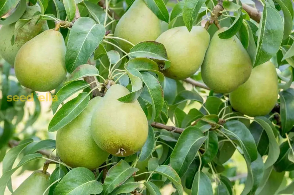 Temperate Wild Pear Tree Seeds Easy Growing