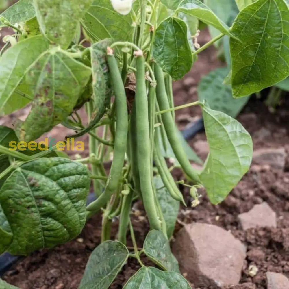 Fresh Green Sieve Bean garden seeds