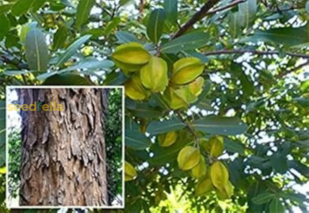 Terminalia Arjuna Tree Seeds For Planting - Thriving Growth And Robust Development In Your Garden