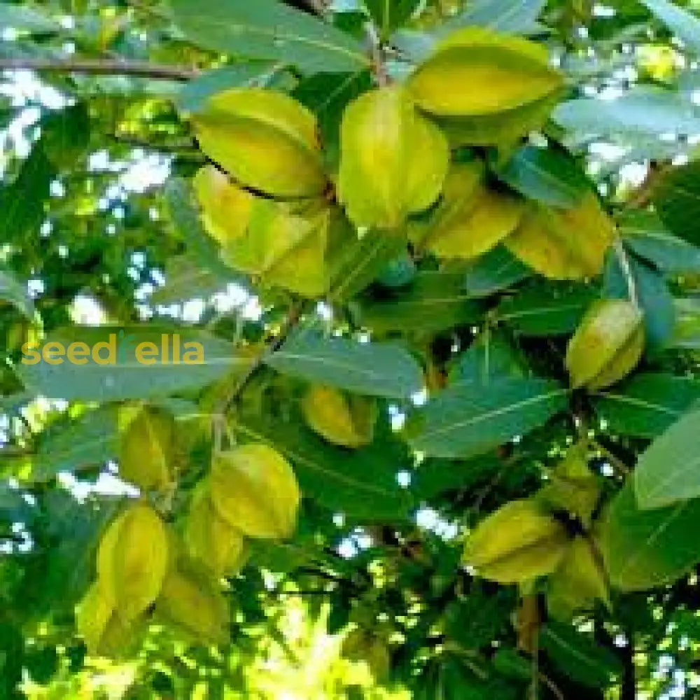 Terminalia Arjuna Tree Seeds For Planting - Thriving Growth And Robust Development In Your Garden