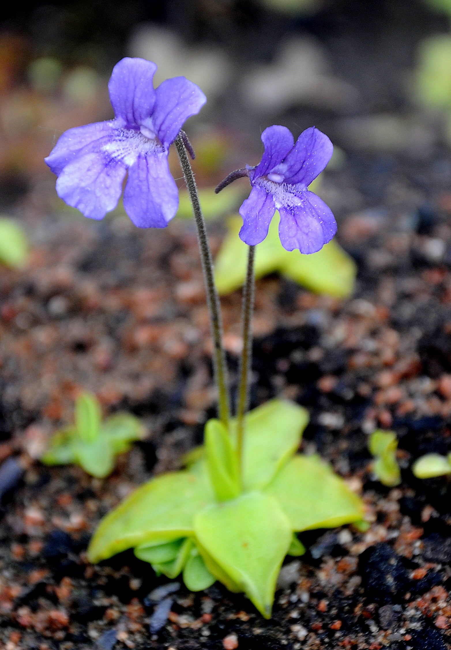 Pinguicula Gradiflora Growing in Terrarium