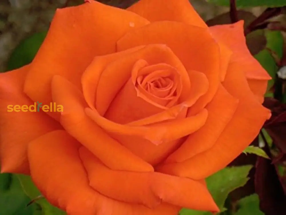 Pinguicula Gradiflora Growing in Terrarium