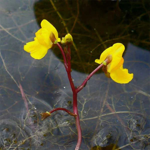 Yellow Utricularia Growing in Terrarium
