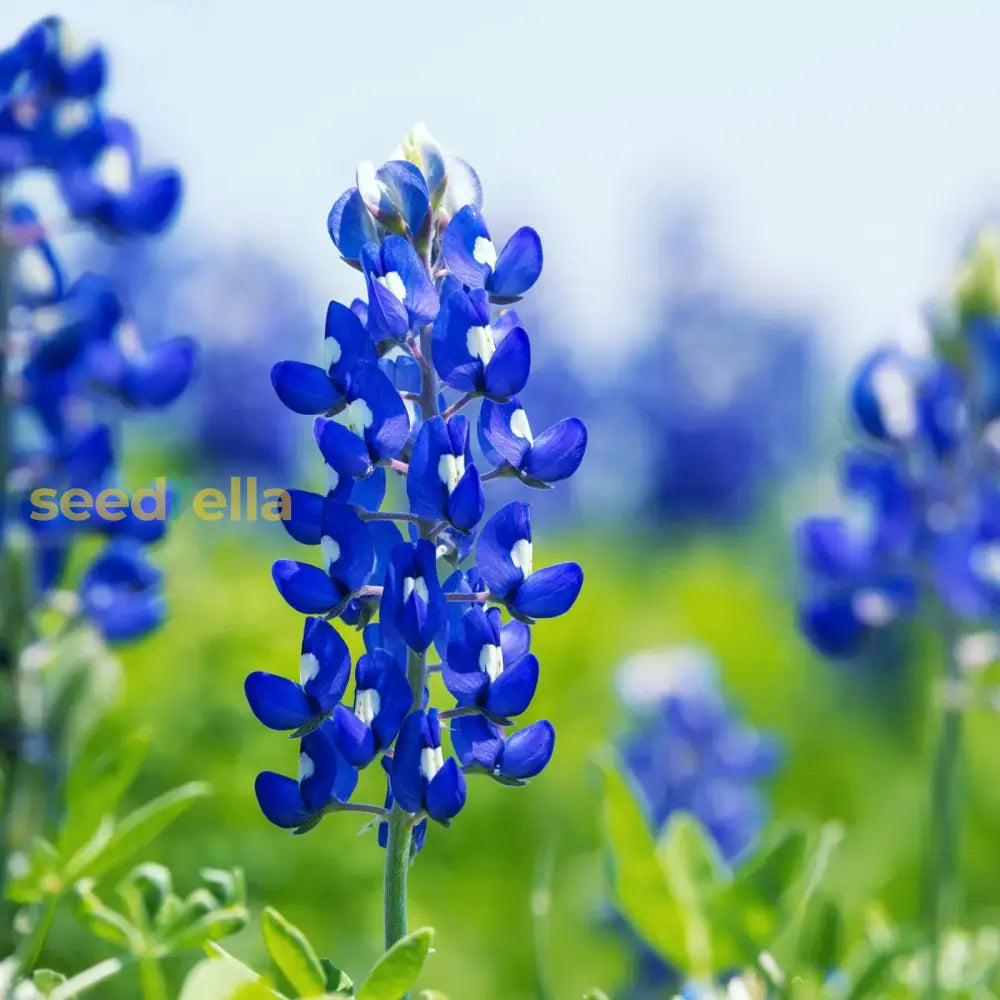 Texas Bluebonnet Flower Seeds For Planting  Vibrant Blue Blooms Your Garden