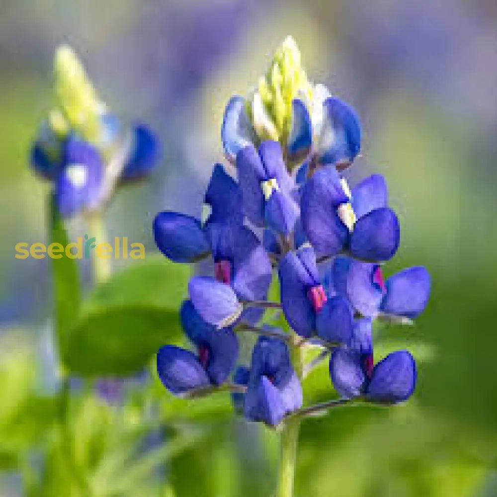 Texas Bluebonnet Flower Seeds For Planting  Vibrant Blue Blooms Your Garden